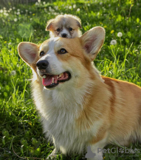 Foto №2 zu Ankündigung № 106830 zu verkaufen welsh corgi - einkaufen Niederlande züchter