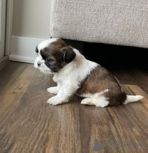 Foto №1. shih tzu - zum Verkauf in der Stadt Heidelberg | 550€ | Ankündigung № 132641