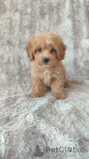 Foto №1. maltipu - zum Verkauf in der Stadt Berlin | Frei | Ankündigung № 160253