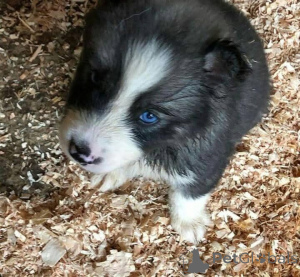 Foto №4. Ich werde verkaufen  in der Stadt Antheia.  - preis - 484€