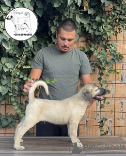 Foto №4. Ich werde verkaufen anatolischer hirtenhund in der Stadt Šid. züchter - preis - verhandelt