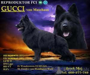 Foto №1. deutscher schäferhund - zum Verkauf in der Stadt Krakau | 900€ | Ankündigung № 139096