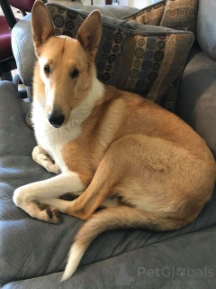 Foto №2 zu Ankündigung № 157828 zu verkaufen langhaarcollie - einkaufen Deutschland aus dem tierheim, züchter