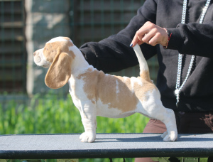 Foto №1. beagle - zum Verkauf in der Stadt Minsk | 506€ | Ankündigung № 2902