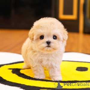 Foto №2 zu Ankündigung № 151801 zu verkaufen maltipu - einkaufen USA züchter