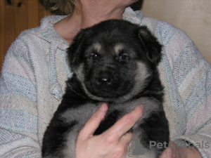 Foto №1. osteuropäischer schäferhund - zum Verkauf in der Stadt Москва | 219€ | Ankündigung № 7962