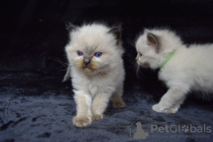 Foto №1. ragdoll-katze - zum Verkauf in der Stadt Dos Hermanas | 350€ | Ankündigung № 121788