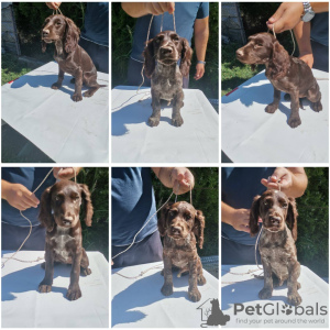 Foto №3. German quail puppies. Serbien