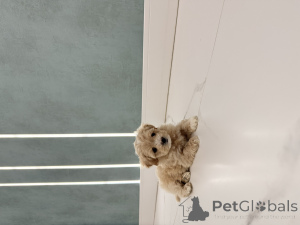 Foto №3. Maltip Mini. Ukraine