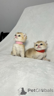 Foto №2 zu Ankündigung № 138588 zu verkaufen chinchilla-katze - einkaufen Usbekistan quotient 	ankündigung