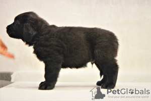 Foto №2 zu Ankündigung № 30089 zu verkaufen mongolischer wolfshund der burjaten - einkaufen Russische Föderation quotient 	ankündigung, vom kindergarten