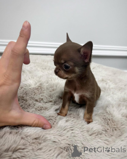 Foto №1. chihuahua - zum Verkauf in der Stadt Rijeka Crnojevića | 450€ | Ankündigung № 152461