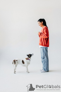 Foto №3. Suri Miniaturhund sucht ein Zuhause!. Russische Föderation