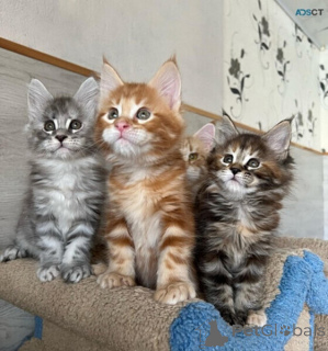 Foto №1. maine-coon-katze - zum Verkauf in der Stadt Philippsburg | verhandelt | Ankündigung № 169469