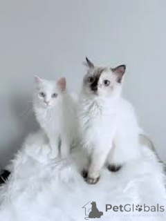 Foto №1. türkisch angora - zum Verkauf in der Stadt Brüssel | 500€ | Ankündigung № 166617