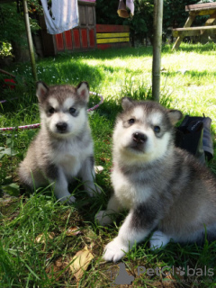 Foto №1. alaskan malamute - zum Verkauf in der Stadt Heidelberg | 400€ | Ankündigung № 127287