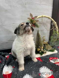 Foto №4. Ich werde verkaufen mischlingshund in der Stadt Mineralgewässer. quotient 	ankündigung - preis - Frei