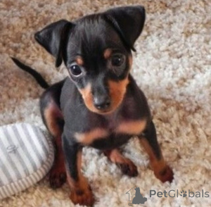 Foto №3. Zwei Doberman -Pinscher -Welpen. Deutschland