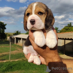 Foto №4. Ich werde verkaufen beagle in der Stadt Франкфурт-на-Майне. quotient 	ankündigung - preis - 360€