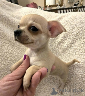 Foto №3. EXTRA kleine Chihuahua welpen. Serbien