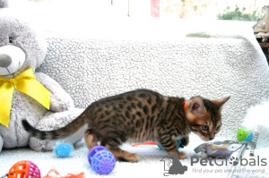 Foto №4. Ich werde verkaufen bengal katzenrasse in der Stadt Badajoz. quotient 	ankündigung, züchter - preis - 350€