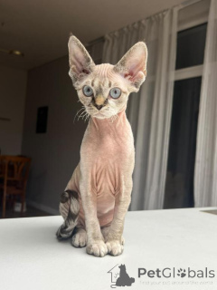 Foto №1. devon rex - zum Verkauf in der Stadt Bonaduts | 350€ | Ankündigung № 178737