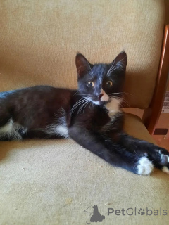 Foto №4. Ich werde verkaufen  in der Stadt Moskwa. quotient 	ankündigung - preis - Frei