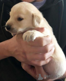 Foto №2 zu Ankündigung № 122112 zu verkaufen labrador retriever - einkaufen Schweden züchter