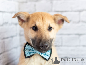 Foto №1. mischlingshund - zum Verkauf in der Stadt Moskwa | Frei | Ankündigung № 163155