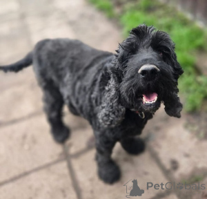 Foto №1. english cocker spaniel - zum Verkauf in der Stadt Moskwa | Frei | Ankündigung № 160705