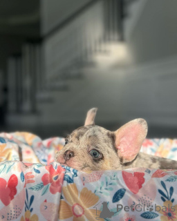 Foto №3. French Bulldogs Welpe zur Adoption. Deutschland