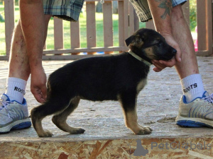 Foto №3. Deutsche Schäferhundwelpen . Großbritannien