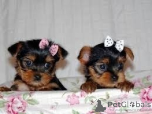 Foto №1.  - zum Verkauf in der Stadt Richmond | Frei | Ankündigung № 133482