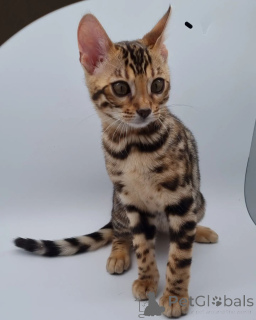 Foto №1. bengal katzenrasse - zum Verkauf in der Stadt Berlin | verhandelt | Ankündigung № 135137