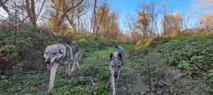 Zusätzliche Fotos: Tschechoslowakische Wolfshundwelpen