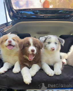 Foto №1. border collie - zum Verkauf in der Stadt Berlin | verhandelt | Ankündigung № 159497