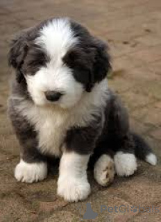 Foto №2 zu Ankündigung № 136081 zu verkaufen bearded collie - einkaufen Schweiz 