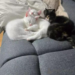 Foto №1. dwelf - zum Verkauf in der Stadt Rösrath | 380€ | Ankündigung № 167240