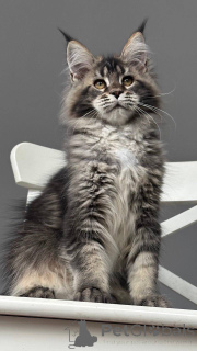 Foto №3. Mainecoon. Dänemark