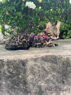Foto №1. bengal katzenrasse - zum Verkauf in der Stadt Diätikon | 750€ | Ankündigung № 152635