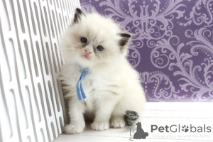 Foto №1. ragdoll-katze - zum Verkauf in der Stadt Berlin | 300€ | Ankündigung № 170238