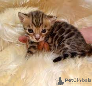 Foto №2 zu Ankündigung № 136529 zu verkaufen bengal katzenrasse - einkaufen Österreich quotient 	ankündigung
