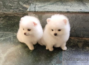 Foto №3. Teeny Pommerianer. Kroatien