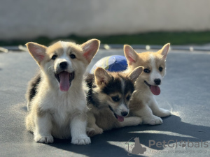 Zusätzliche Fotos: Pembroke Welsh Corgi Welpen