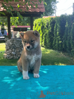 Foto №3. Shiba-Inu-Welpen. Serbien