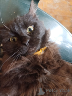 Foto №2 zu Ankündigung № 166408 zu verkaufen bombay-katze - einkaufen Georgien quotient 	ankündigung