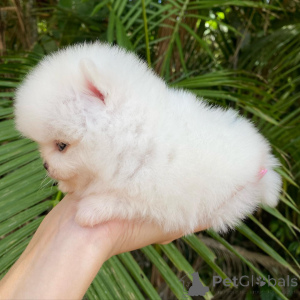 Foto №4. Ich werde verkaufen deutsche spitze in der Stadt Bonndorf. quotient 	ankündigung - preis - verhandelt