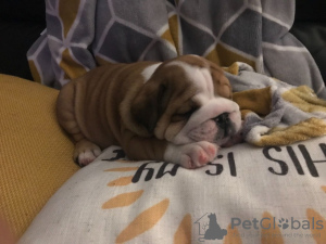 Foto №4. Ich werde verkaufen englische bulldogge in der Stadt Berlin. quotient 	ankündigung, vom kindergarten - preis - 350€