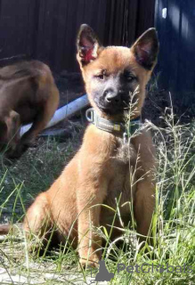 Foto №1. belgischer schäferhund - zum Verkauf in der Stadt Goyave | Frei | Ankündigung № 124694