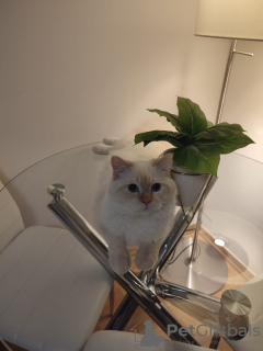 Foto №2 zu Ankündigung № 129051 zu verkaufen neva maskerade - einkaufen Deutschland 